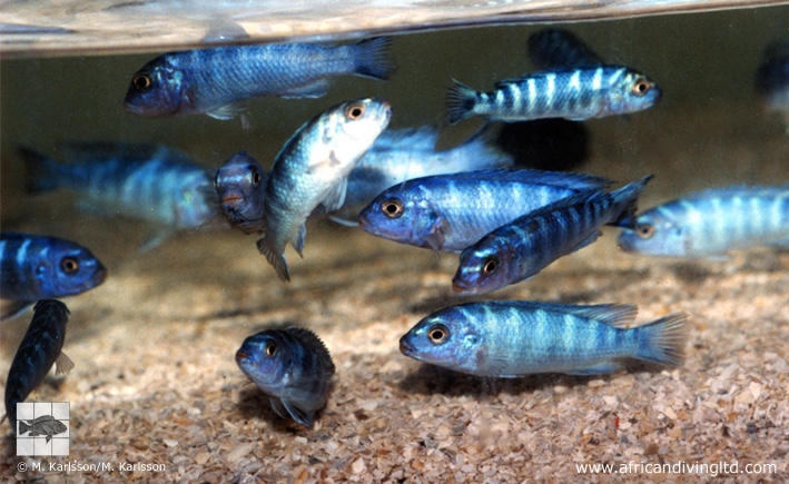 Chindongo sp. 'demasoni mozambique'